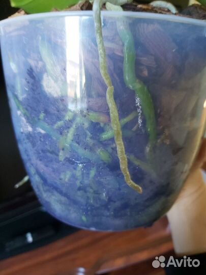 Орхидея фаленопсис