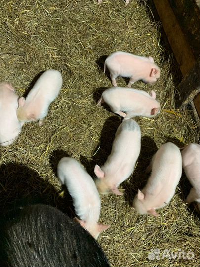 Поросята помесь