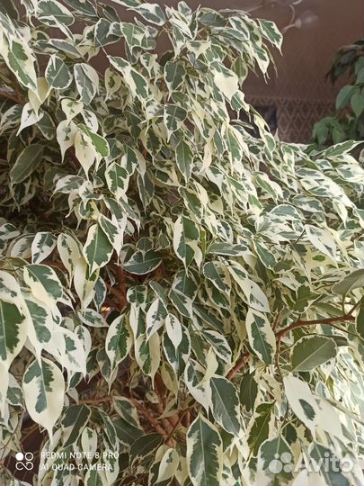 Фикус бенджамина большой