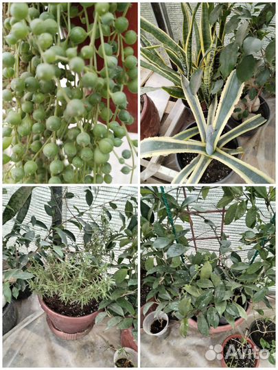 Комнатные цветы