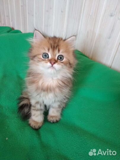 Британский длинношерстный золотой котик