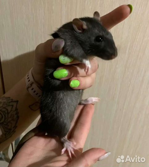 Крысёнок дамбо