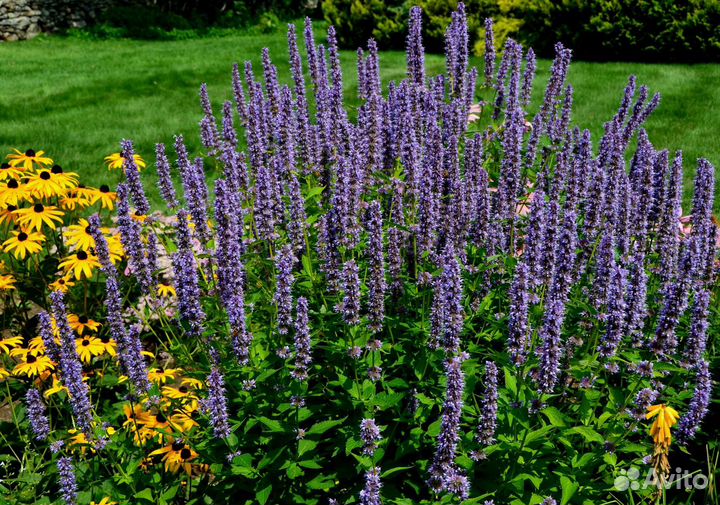 Редкие и шикарные многолетники для сада Самовывоз