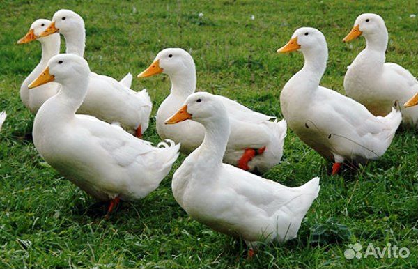 Утята Агидель, вывод 16 мая