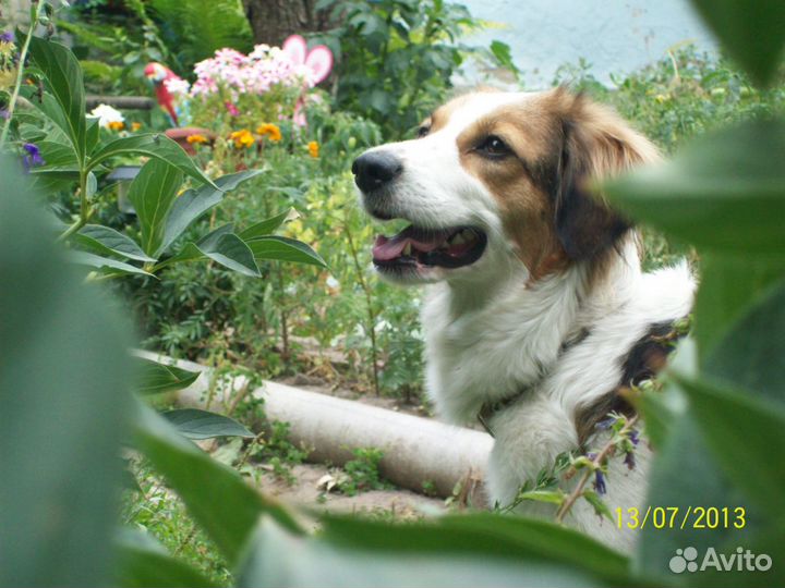 Гостиница для Собак и Кошек г. Белгород