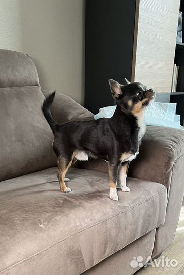 Вязка кобель чихуахуа