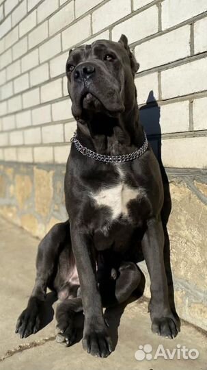 Кане Корсо вязка