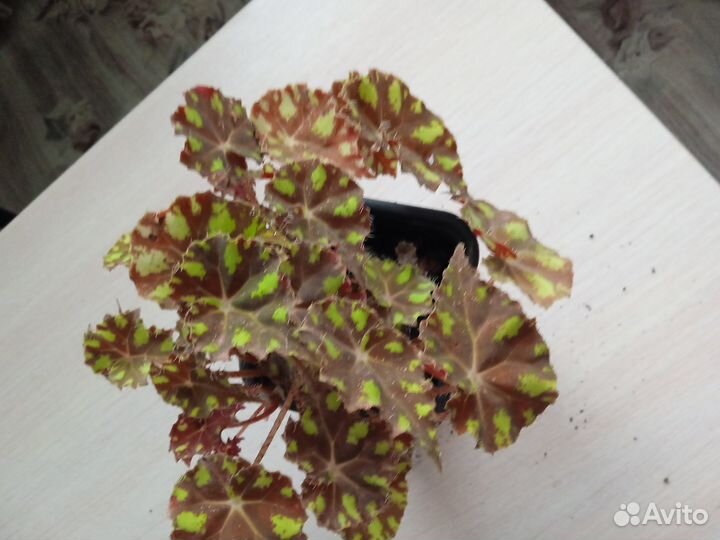 Комнатные цветы