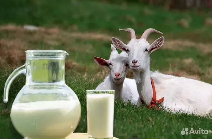 Козье молоко