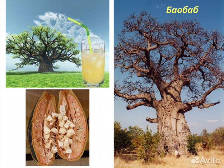 Баобаб африканский семена