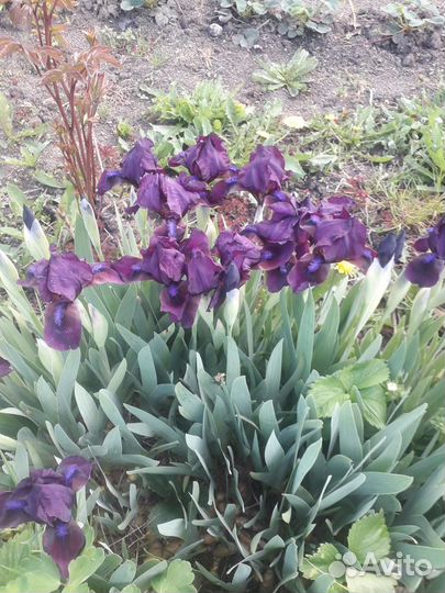 Многолетние цветы