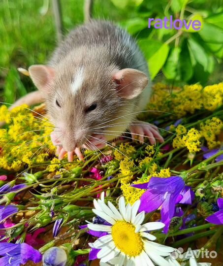 Крысята мальчишки редких маркировок