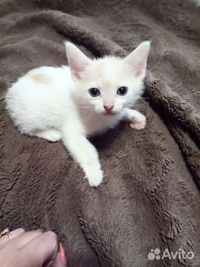 Котёнок мальчик