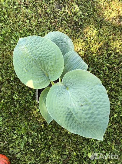 Хоста Блу Ангел Blue Angel