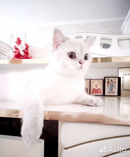 Британская серебристая шиншилла колор-поинт