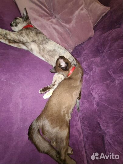 Передержка собак и кошек