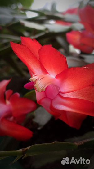 Комнатные цветы