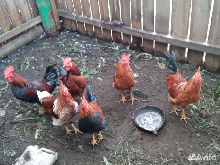 Куры молодки несушки