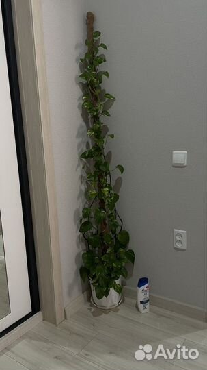 Эпипремнум