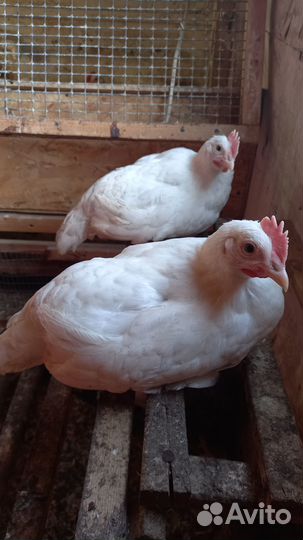 Петушки Леггорн