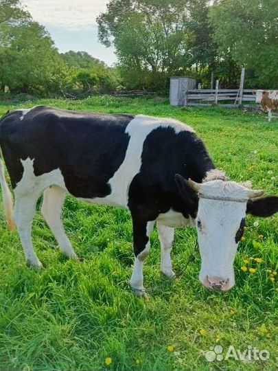 Тёлочка стельная