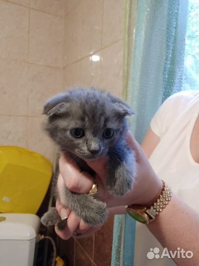 Котята в добрые руки бесплатно