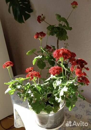Пеларгония герань