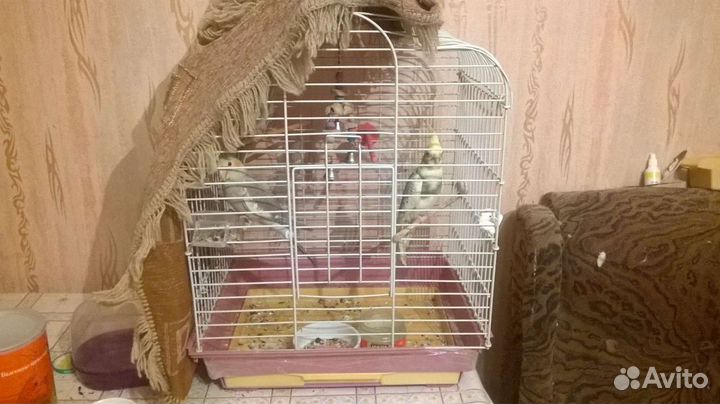 Продам птенцов корелла мальчиков