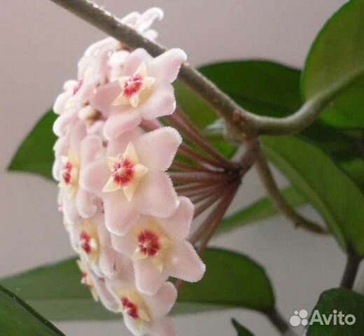 Лиана неприхотливая. Комнатные цветы