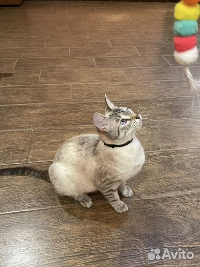 Ласковая Тайская кошка 1,5 года
