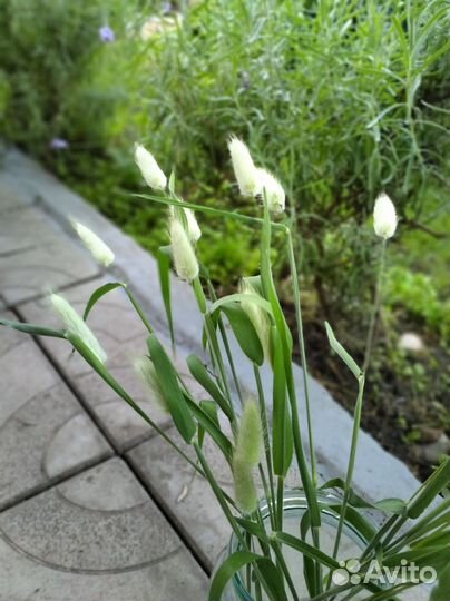 Лагурус, сухоцветы, заячьи хвостики