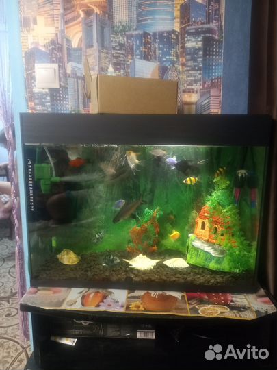 Аквариум