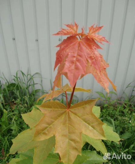 Саженцы клена