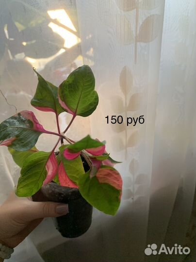 Комнатные растения