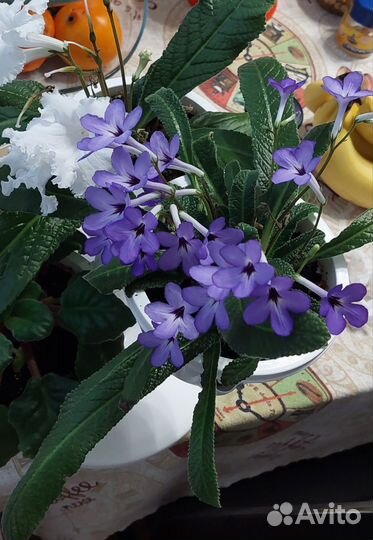 Стрептокарпус деленка