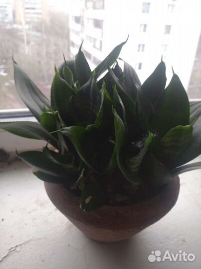 Сансевиерия. Щучий хвост. Тещин язык