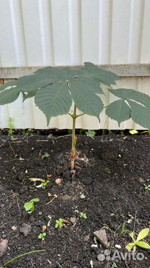 Саженцы каштана