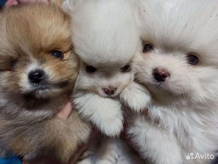 Щенки шпица