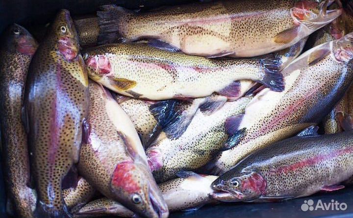 Форель охлажденная