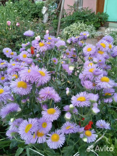 Цветы для сада