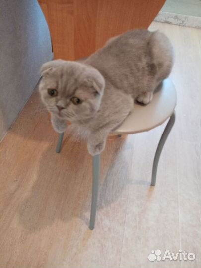 Котика в добрые руки отдам