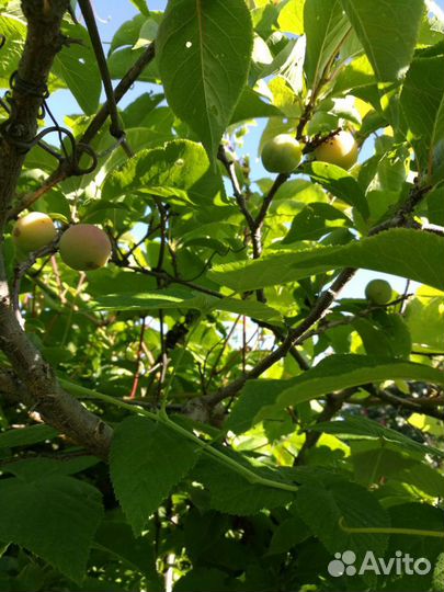 Продам саженцы жёлтой сливы