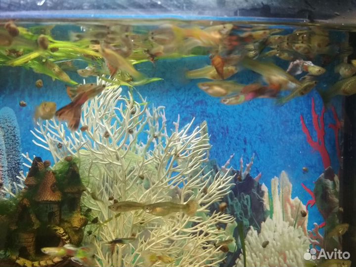 Гуппи молодняк