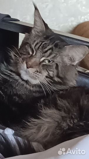 Котенок мейн-кун