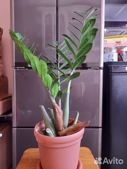 Замиокулькас