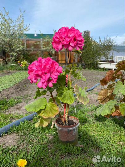 Пеларгония герань