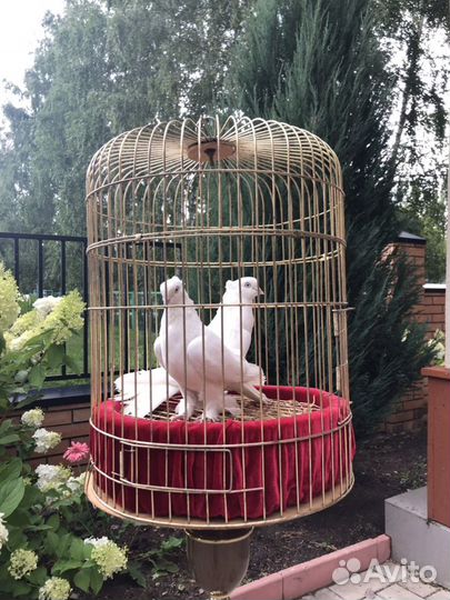 Голуби на свадьбу