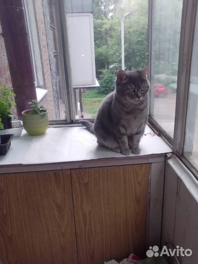 Шотландская кошка