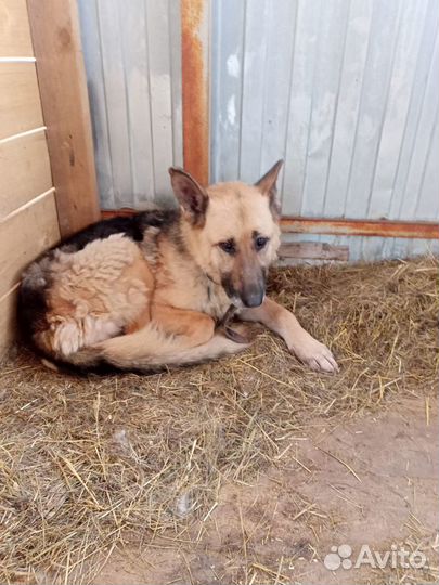 Собака в добрые руки