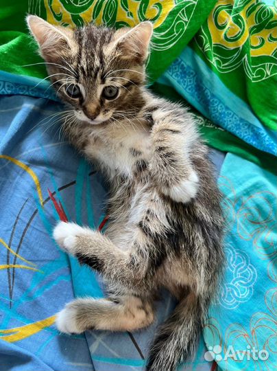 Котята в добрые руки бесплатно